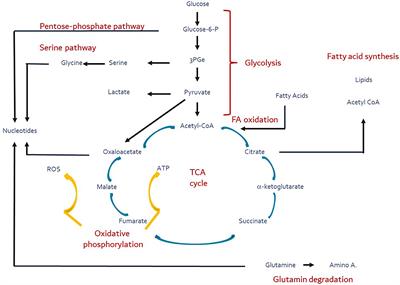 Editorial: Mitochondrial Biology and Its Role in Metabolic Diseases